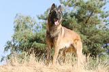 MALINOIS 141